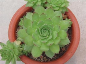 观音莲的养殖方法和注意事项